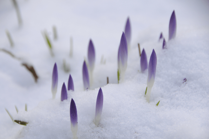 crocus buds emerging from snow
