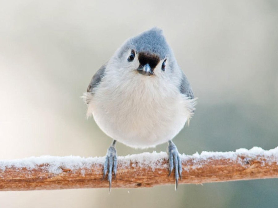 titmouse on a snowy branch