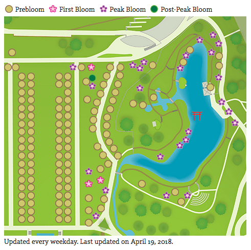 Brooklyn Botanic Garden Cherry esplanade not yet in bloom