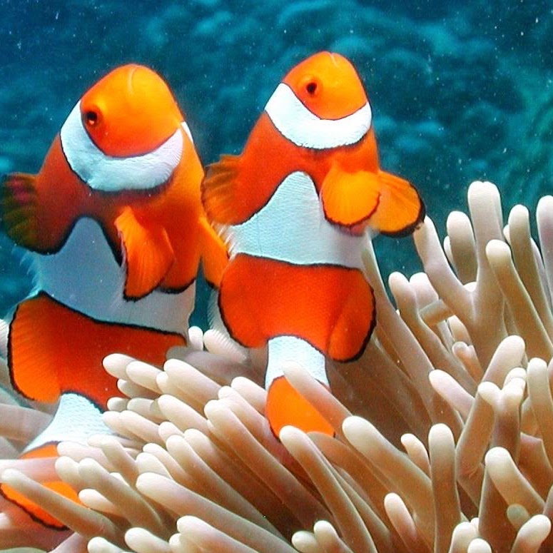 Clownfish in a reef
