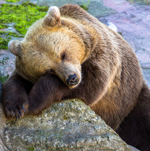 Sleeping bear