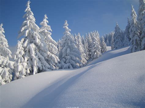 Winter mountainside and evergreens