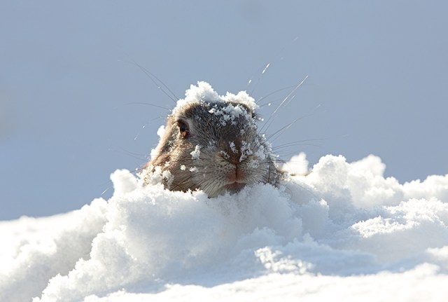 Marmot with head poking out of snow on a sunny day