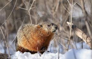Groundhog on snow among underbrush in woodland