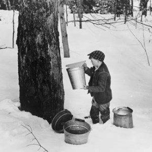 Scene of snow-covered forest with boy placing pail to gather maple sap